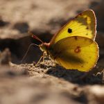 Žluťásek jižní – Colias alfacariensis, Milovice(IX, 2009)