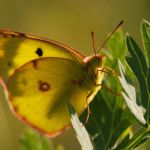 Žluťásek jižní – Colias alfacariensis, Pouzdřany (VIII, 2009)