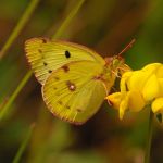 Žluťásek jižní – Colias alfacariensis, Ralsko (VII, 2009)