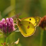 Žluťásek jižní – Colias alfacariensis, Ralsko (VII, 2009)