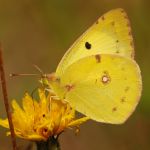 Žluťásek jižní – Colias alfacariensis, Ralsko (VII, 2009)