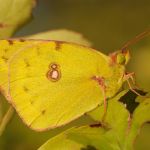 Žluťásek jižní – Colias alfacariensis, Raná (VIII, 2009)