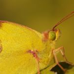 Žluťásek jižní – Colias alfacariensis, Raná (VIII, 2009)