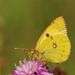 Žluťásek jižní – Colias alfacariensis, Strání (VIII, 2007)