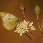 Žluťásek jižní – Colias alfacariensis ♀, Milovice (IX, 2009)