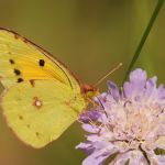 Žluťásek čilimníkový – Colias crocea, Pouzdřany (VIII, 2009)