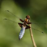 Vážka ploská (Libellula depressa) - Prachov