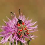 Vřetenuška ligrusová - Zygaena carniolica, Milovice (VII, 2007)