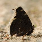 Babočka osiková - Nymphalis antiopa, Milovice (VI, 2008)