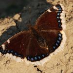 Babočka osiková - Nymphalis antiopa, Milovice (VI, 2008)