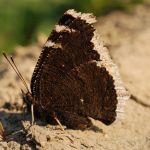 Babočka osiková - Nymphalis antiopa, Milovice (VI, 2008)