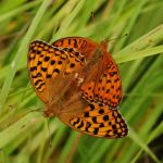 Perleťovec prostřední - Argynnis adippe kopulace, Prachov (VI, 2009)