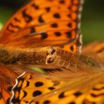 Perleťovec prostřední - Argynnis adippe kopulace, Prachov (VI, 2009)