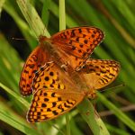 Perleťovec prostřední - Argynnis adippe kopulace, Prachov (VI, 2009)