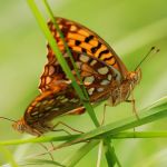 Perleťovec prostřední - Argynnis adippe kopulace, Prachov (VI, 2009)