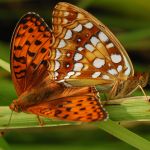 Perleťovec prostřední - Argynnis adippe, kopulace, vlevo samec, vpravo samice, Prachov (VI, 2009)