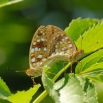 Perleťovec prostřední - Argynnis adippe kopulace, vlevo samice, vpravo samec, Lukavec (VII, 2008)