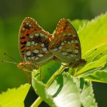 Perleťovec prostřední - Argynnis adippe kopulace, vlevo samice, vpravo samec, Lukavec (VII, 2008)