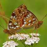 Perleťovec prostřední - Argynnis adippe kopulace, vlevo samice, vpravo samec, Prachov (VI, 2009)