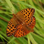 Perleťovec prostřední - Argynnis adippe kopulace, vlevo samice, vpravo samec, Prachov (VI, 2009)