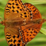 Perleťovec prostřední - Argynnis adippe kopulace, vlevo samice, vpravo samec, Prachov (VI, 2009)