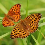 Perleťovec prostřední - Argynnis adippe, v popředí samice, Prachov (VI, 2009)