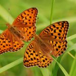 Perleťovec prostřední - Argynnis adippe, v popředí samice, Prachov (VI, 2009)