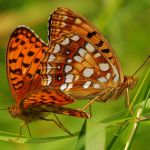 Perleťovec prostřední - Argynnis adippe, vlevo samec, vpravo samice, Prachov (VI, 2009)