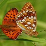 Perleťovec prostřední - Argynnis adippe, vlevo samec, vpravo samice, Prachov (VI, 2009)