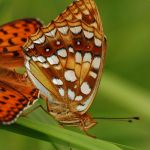 Perleťovec prostřední - Argynnis adippe, vlevo samec, vpravo samice, Prachov (VI, 2009)