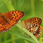 Perleťovec prostřední - Argynnis adippe, vlevo samec, vpravo samice, Prachov (VI, 2009)