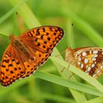 Perleťovec prostřední - Argynnis adippe, vlevo samec, vpravo samice, Prachov (VI, 2009)