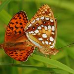 Perleťovec prostřední - Argynnis adippe, vlevo samec, vpravo samice, Prachov (VI, 2009)