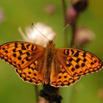 Perleťovec prostřední - Argynnis adippe ♀, Lukavec (VII, 2009)