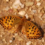 Perleťovec prostřední - Argynnis adippe ♀, Lukavec (VII, 2009)