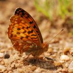 Perleťovec prostřední - Argynnis adippe ♀, Lukavec (VII, 2009)