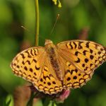 Perleťovec prostřední - Argynnis adippe ♀, Lukavec (VIII, 2007)