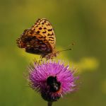 Perleťovec prostřední - Argynnis adippe ♀, Lukavec (VIII, 2007)