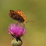 Perleťovec prostřední - Argynnis adippe ♀, Lukavec (VIII, 2007)