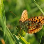 Perleťovec prostřední - Argynnis adippe ♀, Lukavec (VIII, 2007)