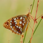 Perleťovec prostřední - Argynnis adippe ♀, Prachov (VI, 2009)