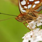 Perleťovec prostřední - Argynnis adippe ♀, Prachov (VI, 2009)