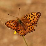 Perleťovec prostřední - Argynnis adippe ♀, Ralsko (VII, 2009)