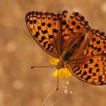 Perleťovec prostřední - Argynnis adippe ♀, Ralsko (VII, 2009)