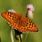 Perleťovec prostřední - Argynnis adippe ♂, Lukavec (VI, 2008)