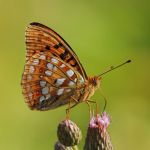 Perleťovec prostřední - Argynnis adippe ♂, Lukavec (VI, 2008)