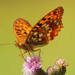 Perleťovec prostřední - Argynnis adippe ♂, Lukavec (VII, 2009)