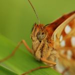Perleťovec prostřední - Argynnis adippe ♂, Prachov (VI, 2009)
