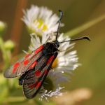 Vřetenuška kozincová - Zygaena loti, Milovice (VI, 2008)