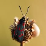 Vřetenuška obecná - Zygaena filipendulae, Ostružno (VIII, 2007)